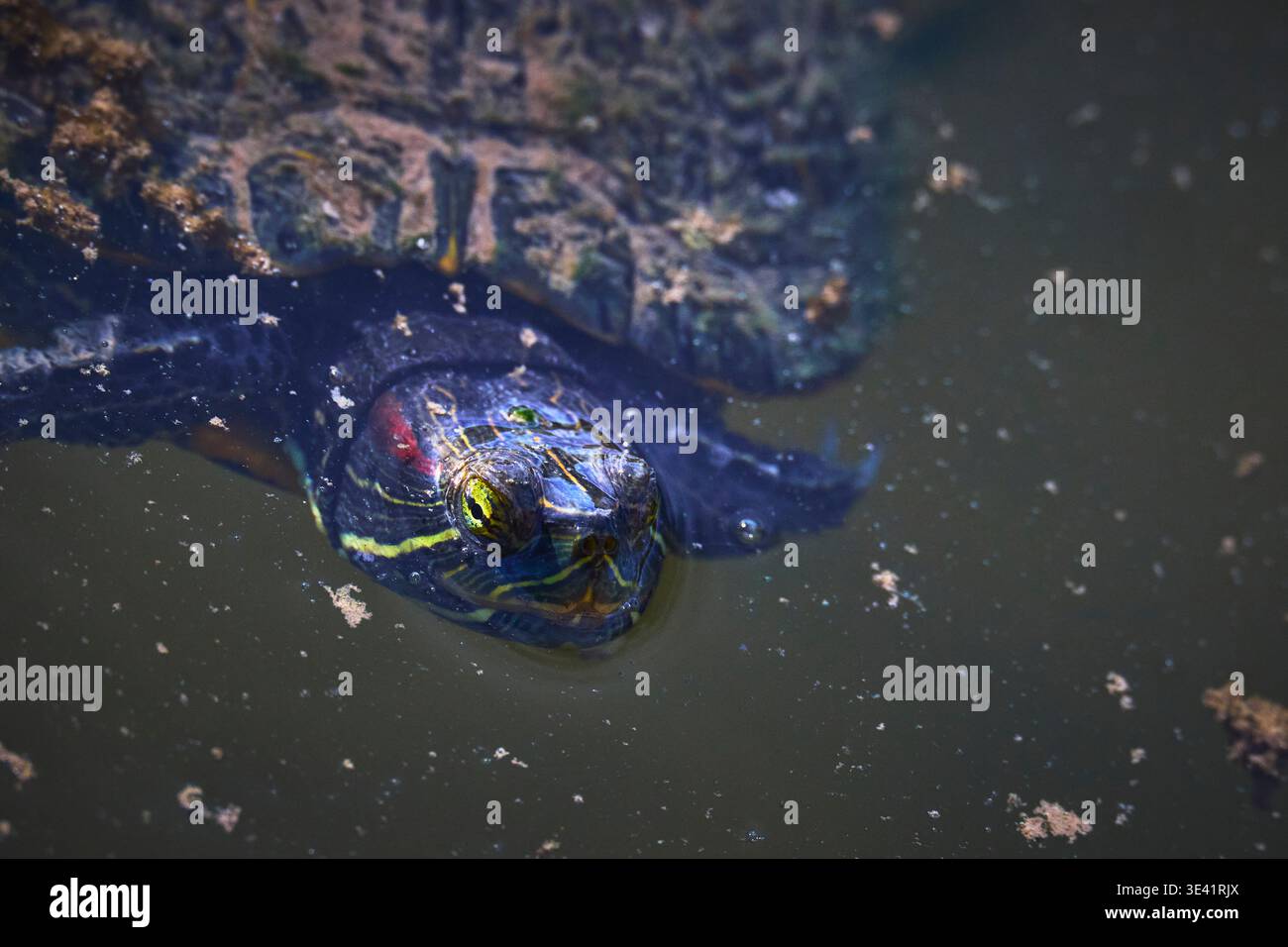 Primo piano con la testa di tartaruga nelle torbide acque delle paludi con il vivace dettaglio Shell Animal Focus Foto Stock