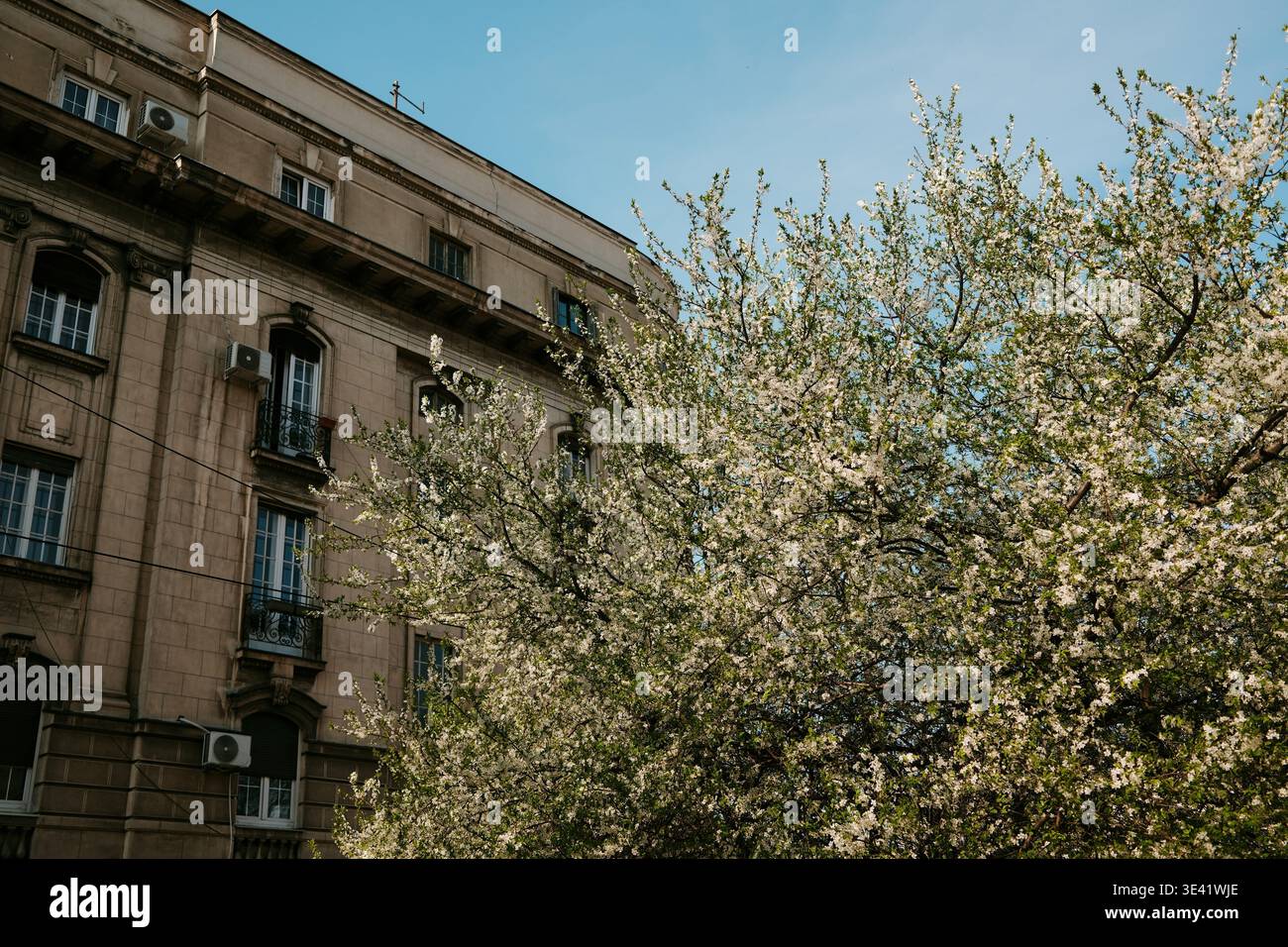 Alberi in fiore con fiori bianchi vicino al classico edificio residenziale sotto il cielo blu. Concetto di primavera in città, armonia architettonica e urbana stagionale Foto Stock