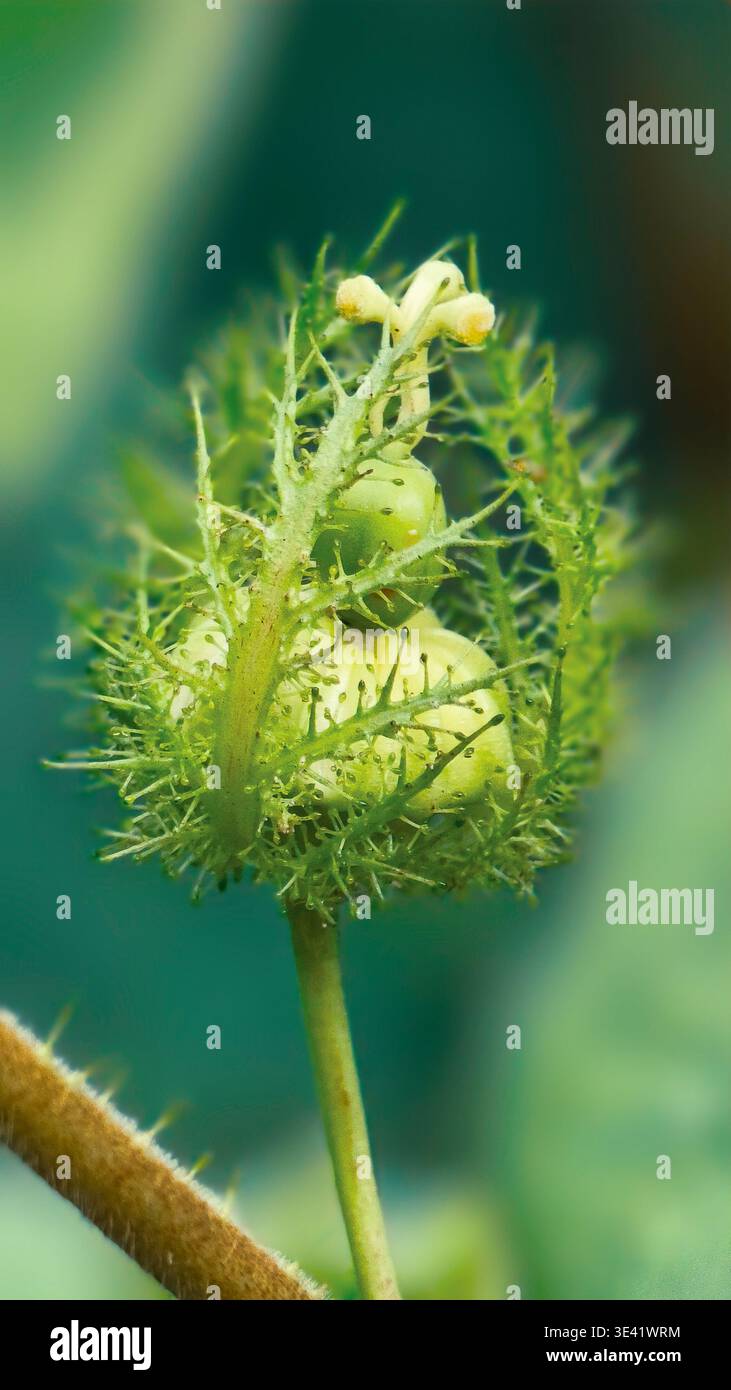 Primo piano di frutta e fiori della Passiflora foetida racchiusi in pelosi. Foto Stock