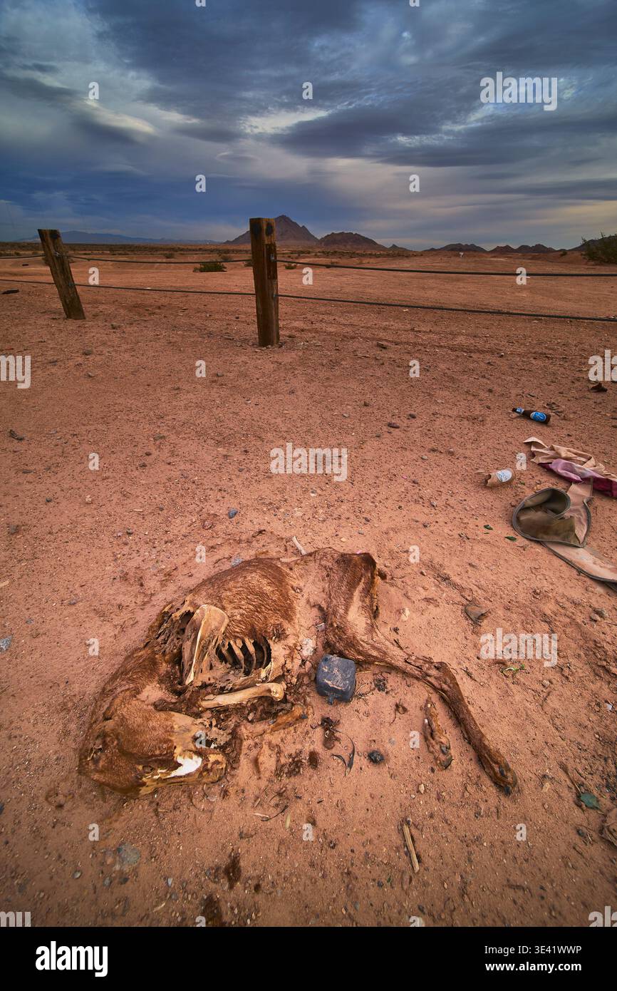 Carcassa di animali nel deserto del Nevada sotto il cielo spettacolare con cucciolate e montagne lontane Foto Stock