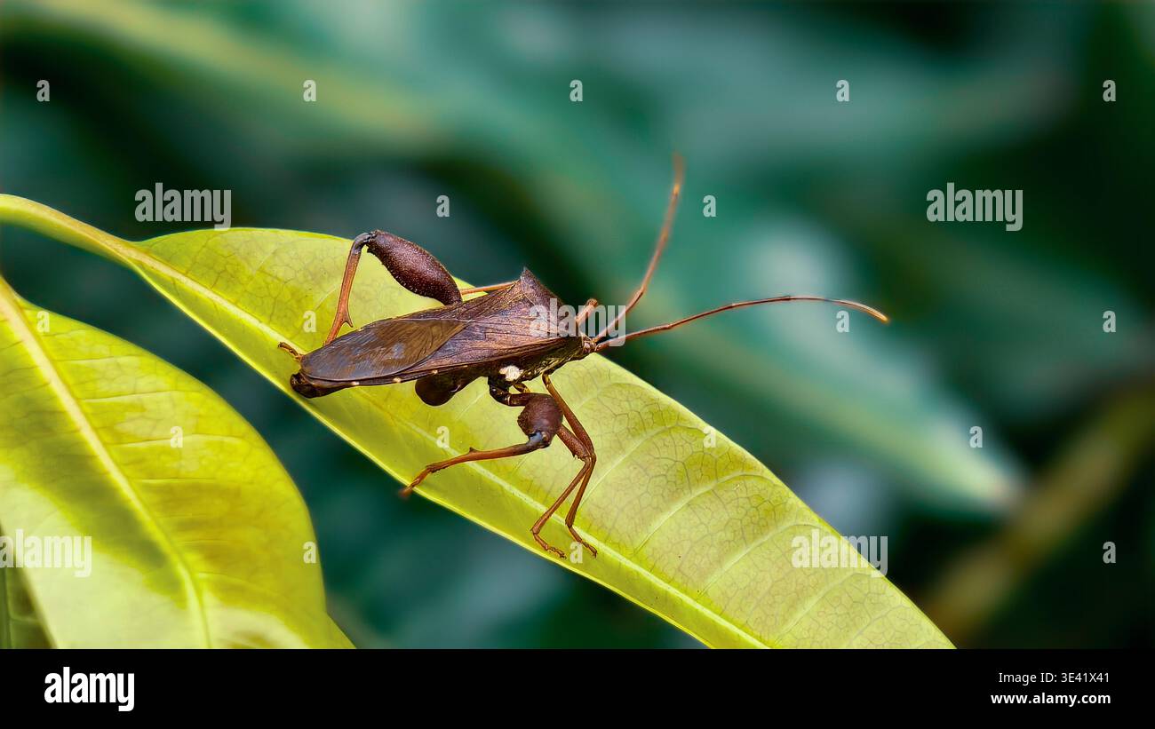 Primo piano di una cimice a base di foglie appollaiata su una foglia verde, che mostra l'anatomia dettagliata e le gambe posteriori testurizzate. Foto Stock