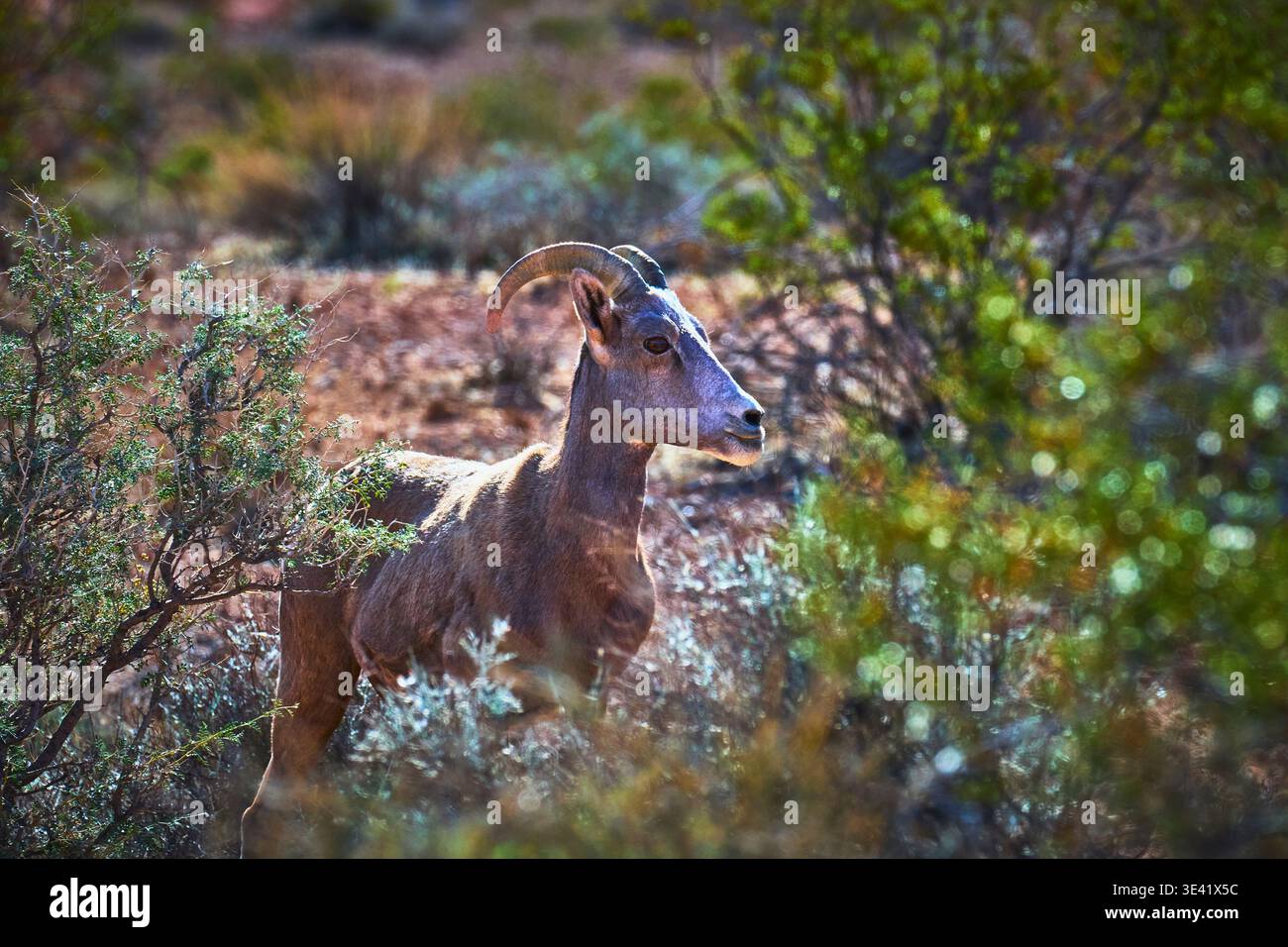 Pecora di Bighorn nella vegetazione del deserto soleggiata Valley of Fire Nevada Wildlife Foto Stock