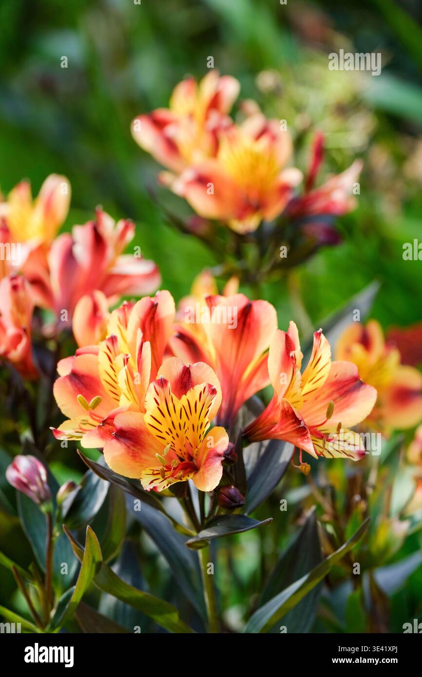 Alstroemeria Indian Summer, Alstroemeria Tesronto, fiori a forma di imbuto, arancione-rame brillante, petali interni di giallo brillante, striature, porpora macchiata- Foto Stock