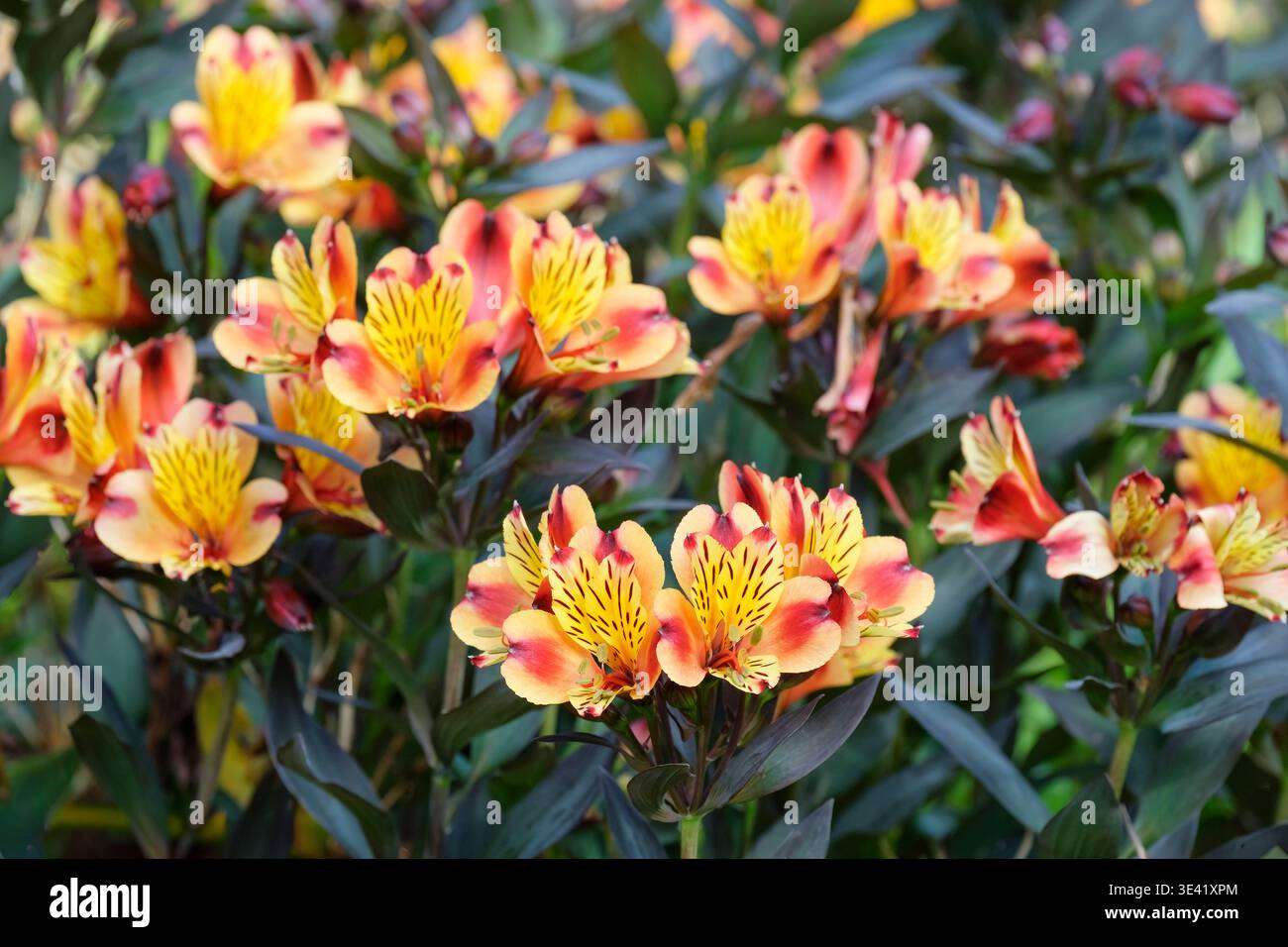 Alstroemeria Indian Summer, Alstroemeria Tesronto, fiori a forma di imbuto, arancione-rame brillante, petali interni di giallo brillante, striature, porpora macchiata- Foto Stock