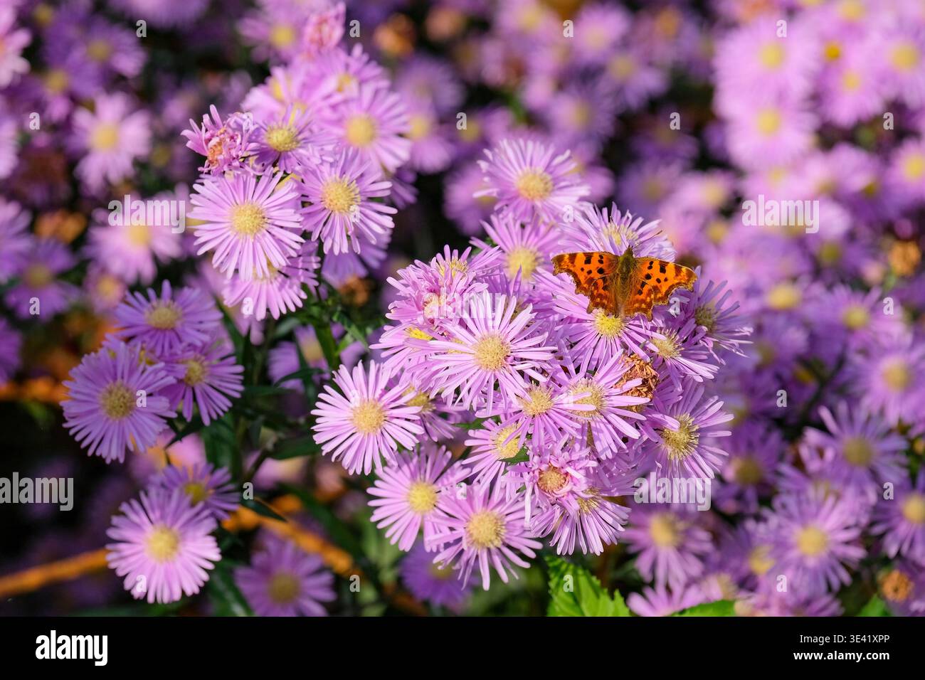 Symphyotrichum Superstar, aster Superstar, comma Butterfly, Polygonia c-album nutrendosi di teste di fiori rosa malva disposte in grandi teste a cupola Foto Stock