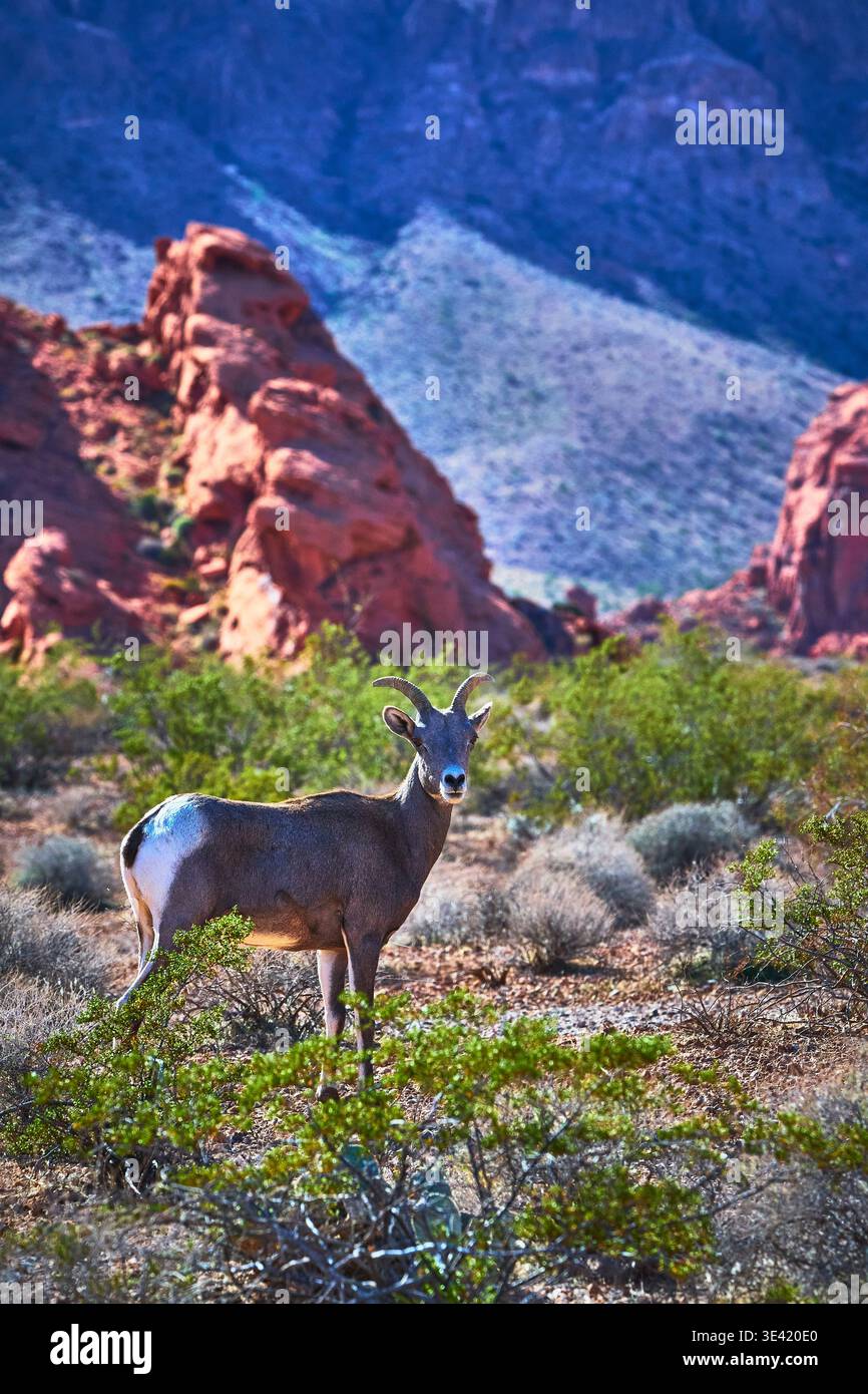 Paesaggio del deserto delle pecore di Bighorn con formazioni rocciose rosse e piante selvatiche del Nevada Foto Stock