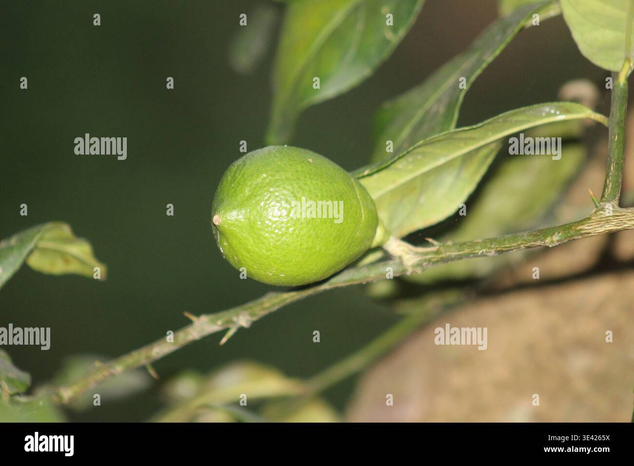Primo piano del calce verde fresco che cresce su un ramo d'albero Foto Stock