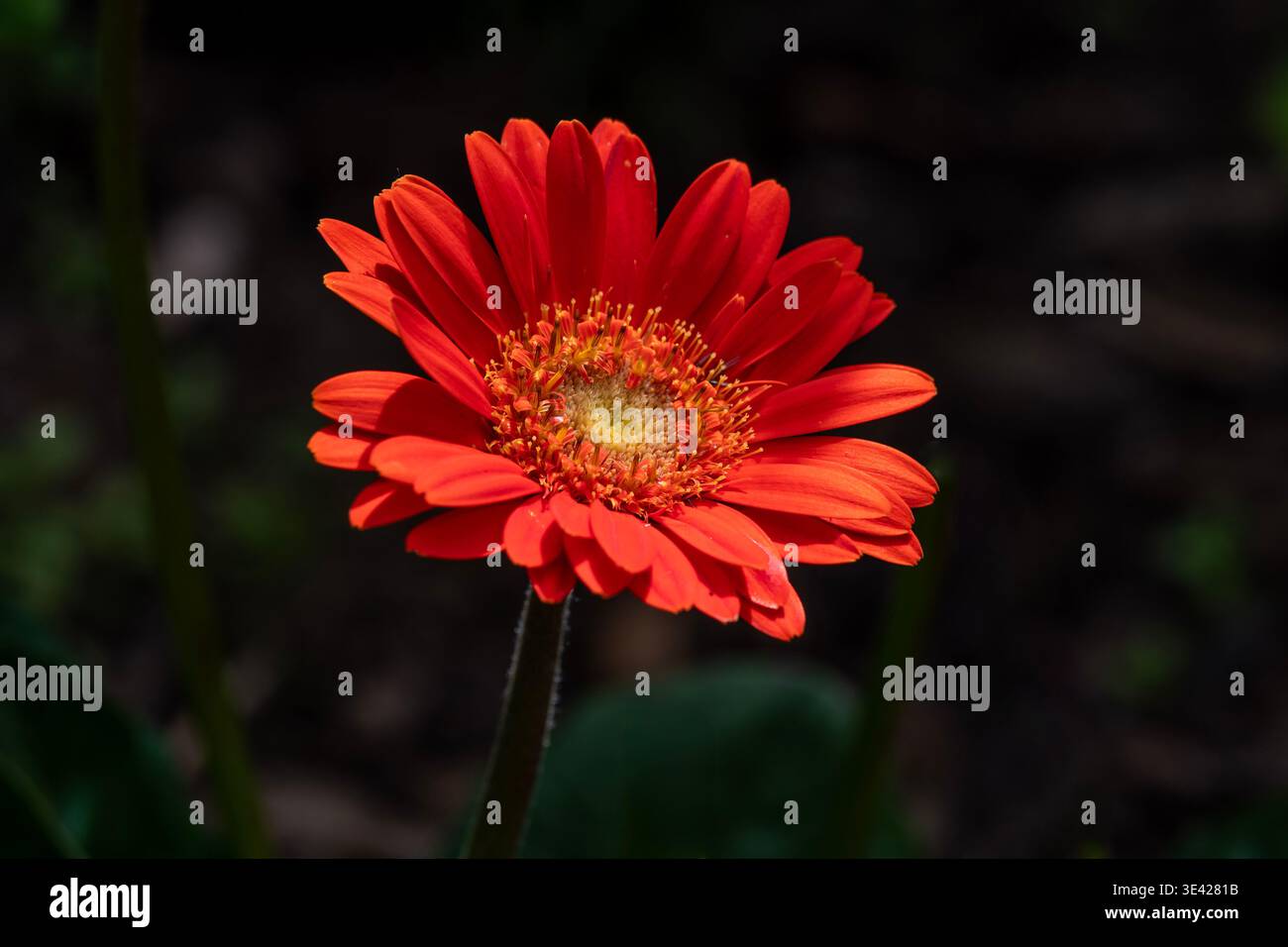 Rosso Gerbera daisy Foto Stock