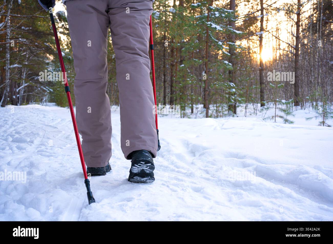 Vista posteriore delle gambe degli escursionisti che fanno nordic walking con i bastoncini nel parco invernale innevato. Stile di vita sano e attivo, concetto stagionale di svago sportivo. Foto Stock