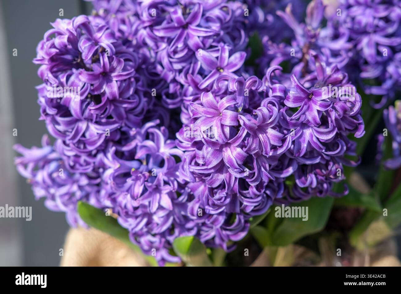 Primo piano di fiori di Giacinto viola in fiore con petali dettagliati e sfondo morbido Foto Stock