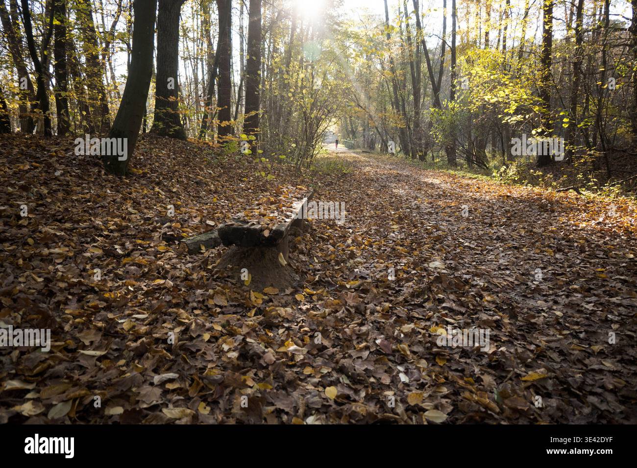 Panchina in legno ricoperta di foglie, autunno nel parco. Foto Stock