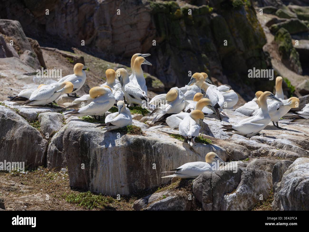 Gli uccelli marini Gannet 'Morus bassanus' si innalzano su una scogliera rocciosa a Great Saltee Island. Gannetria di grandi uccelli piumati bianchi che nidificano. Irlanda Foto Stock