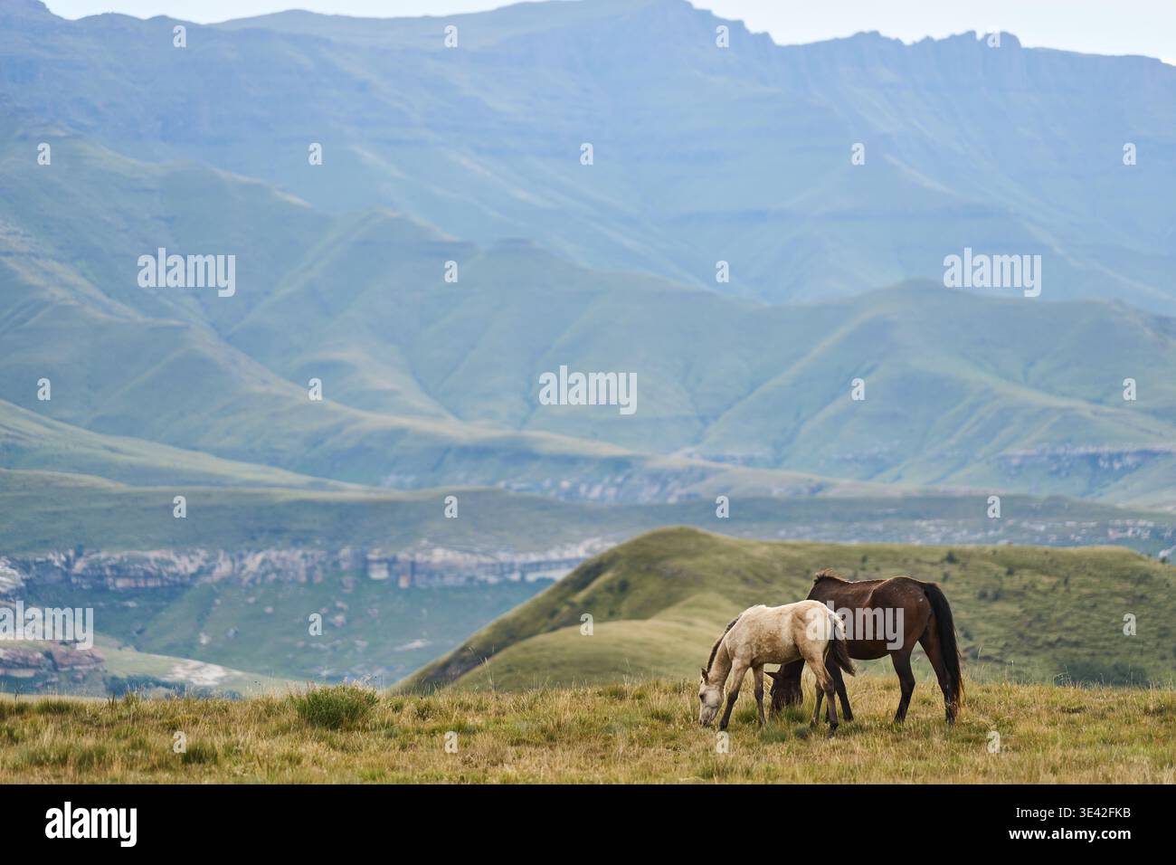 Due bistecche si nutrono nel tranquillo campo delle Highland con le cime panoramiche alle spalle Foto Stock