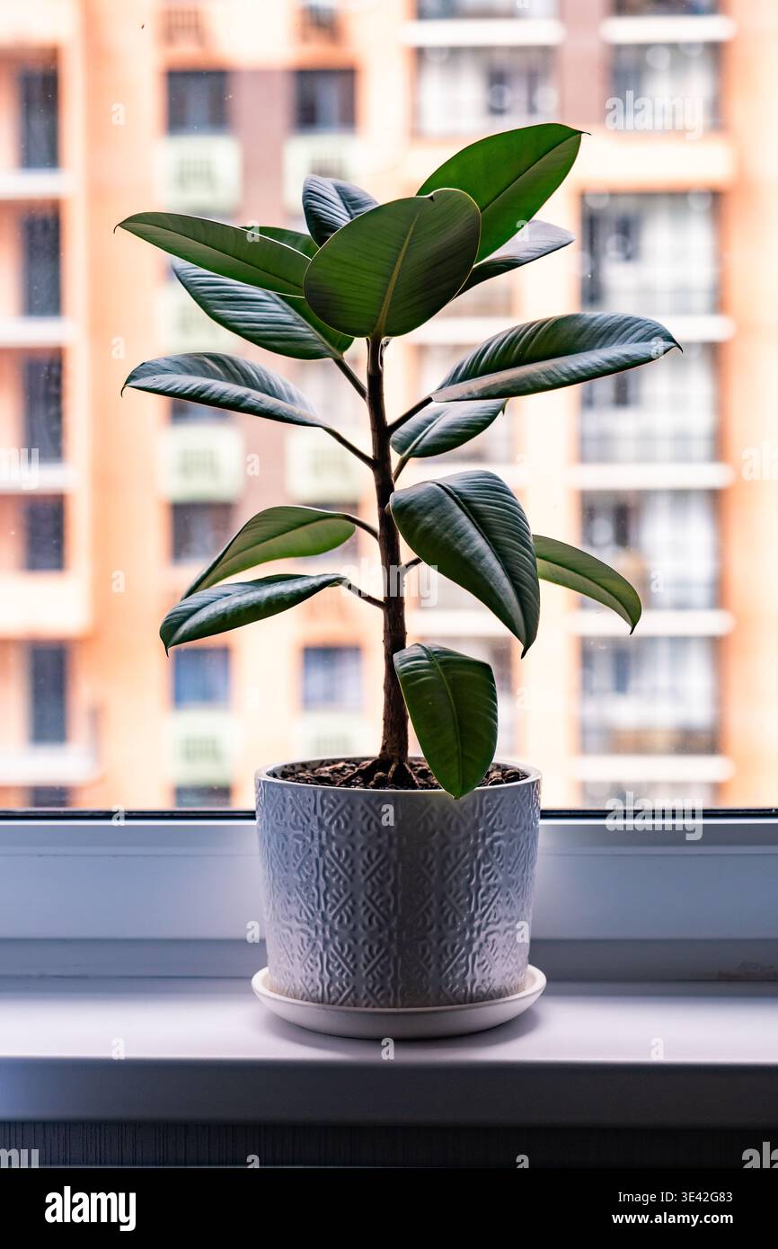 Pianta di gomma Ficus elastica in un vaso su davanzale bianco, luminoso appartamento Foto Stock