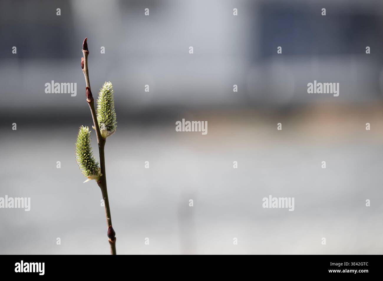 Rametto di salice primaverile con gattini in fiore su sfondo urbano sfocato, composizione naturale minimalista con spazio di copia Foto Stock