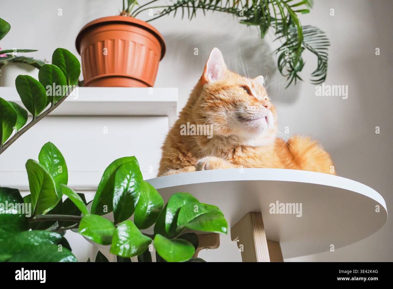 Contenuto gatto zenzero disteso su un tavolo bianco circondato da piante verdi della casa Foto Stock