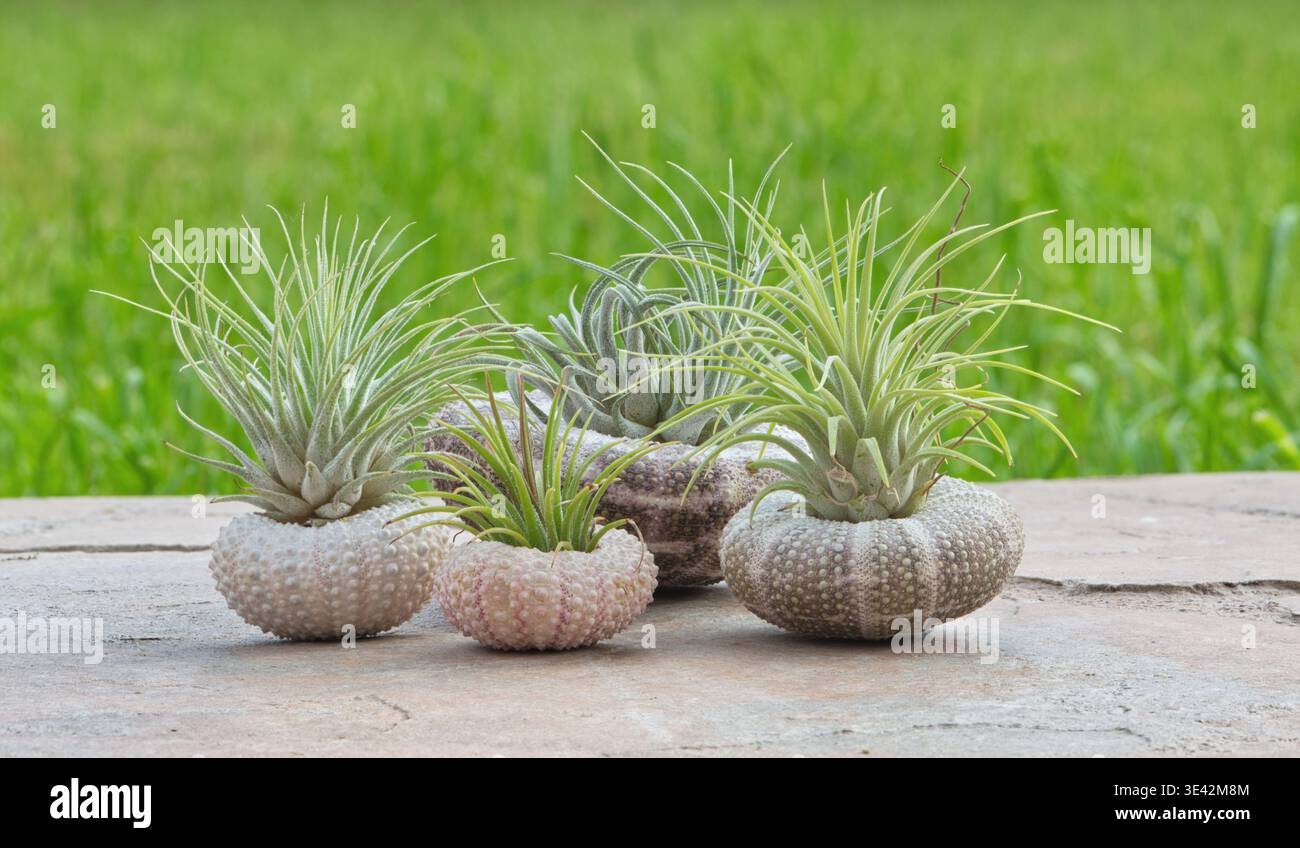 Piante d'aria viventi esposte in conchiglie di ricci di mare giardino ornamentale naturale Tillandsia ionantha. Foto Stock