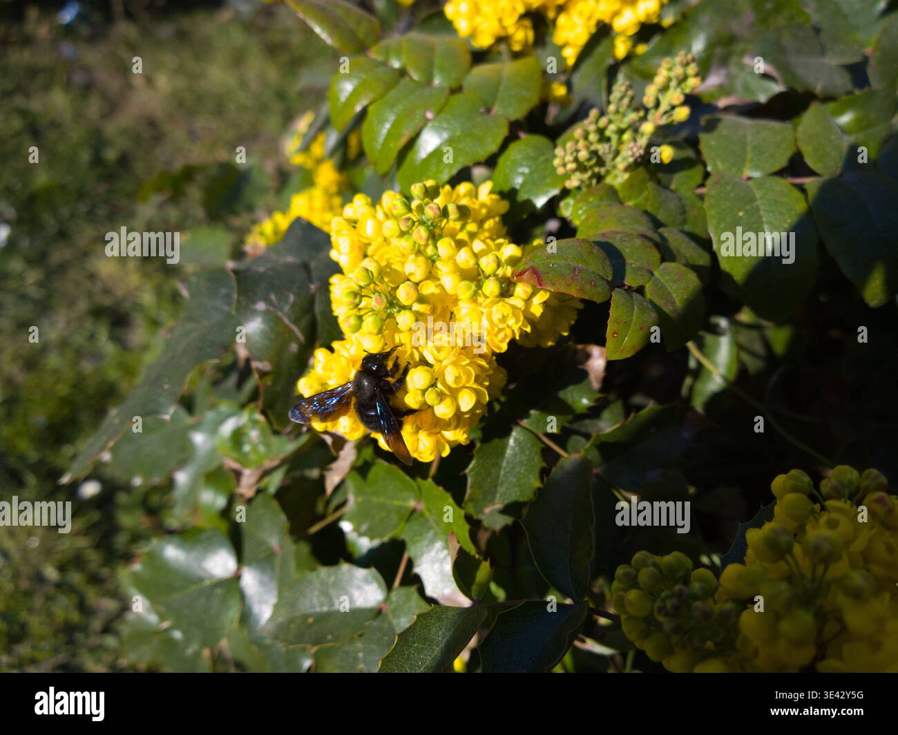 Primo piano di una grande ape nera da falegname (Xylocopa violacea) con ali viola iridescenti che si nutrono di fiori gialli luminosi dell'aquifolium di Mahonia. Foto Stock