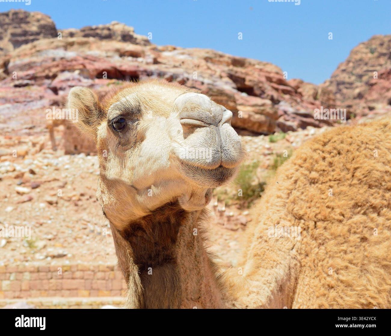 Ripresa di un cammello nel deserto a Petra Jordan Foto Stock
