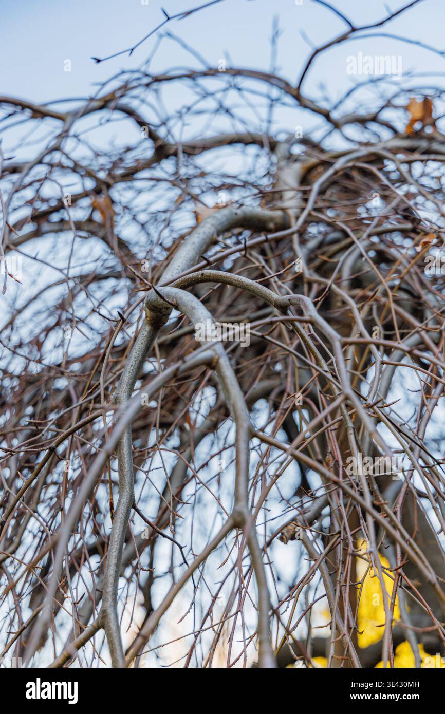 Fagus Sylvatica Purpurea Pendula Tree dormiente di faggio viola piangente alla luce solare invernale in un soleggiato giardino mattutino di gennaio Foto Stock