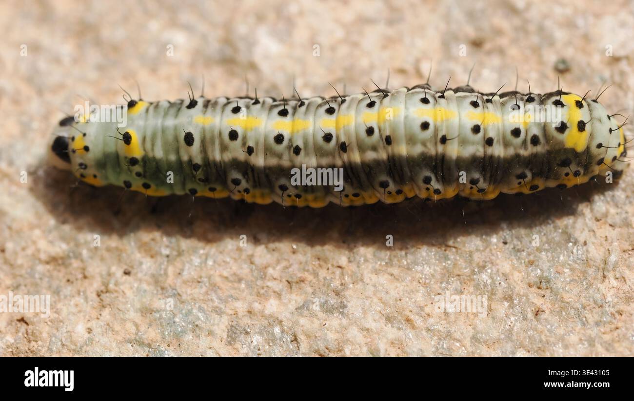Macro ad alta risoluzione di una larva macchiata di caterpillar (Order Lepidoptera) che scorre su una superficie di pietra ruvida. Corpo segmentato distinto con nero Foto Stock