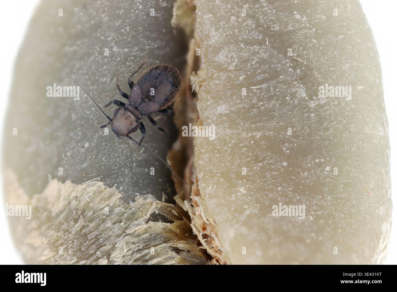 Louse del Libro dei granai, Lepinotus patruelis. Uno dei psocidi più abbondanti nei luoghi in cui viene immagazzinato il cibo, come silos di grano, capannoni di transito, magazzini Foto Stock