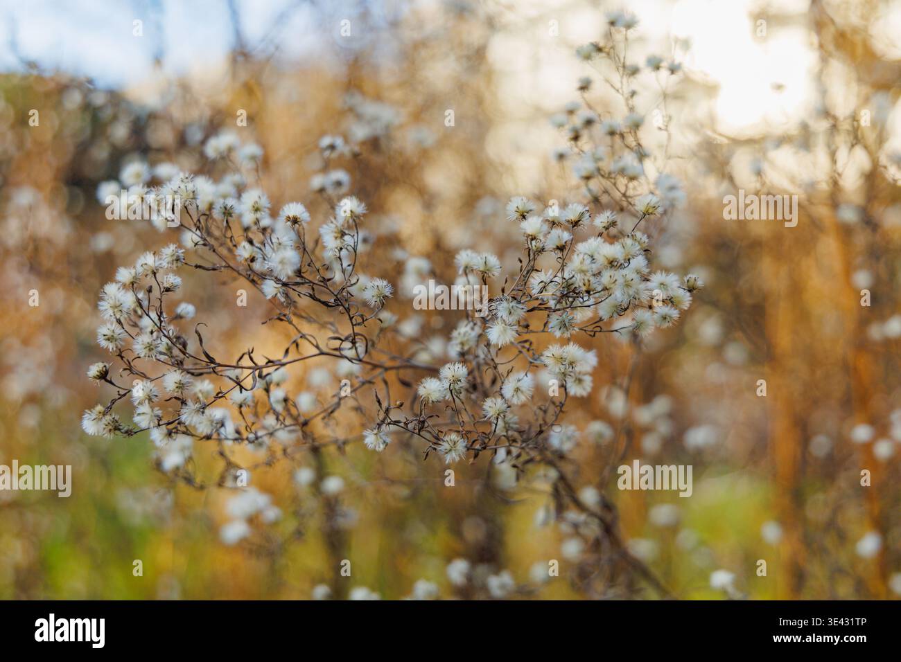 Rosetta basale di fogliame invernale bronzato di Coreopsis Grandiflora seme di biglietti alla luce del sole mattutino in una giornata invernale soleggiata in un giardino naturale di gennaio Foto Stock