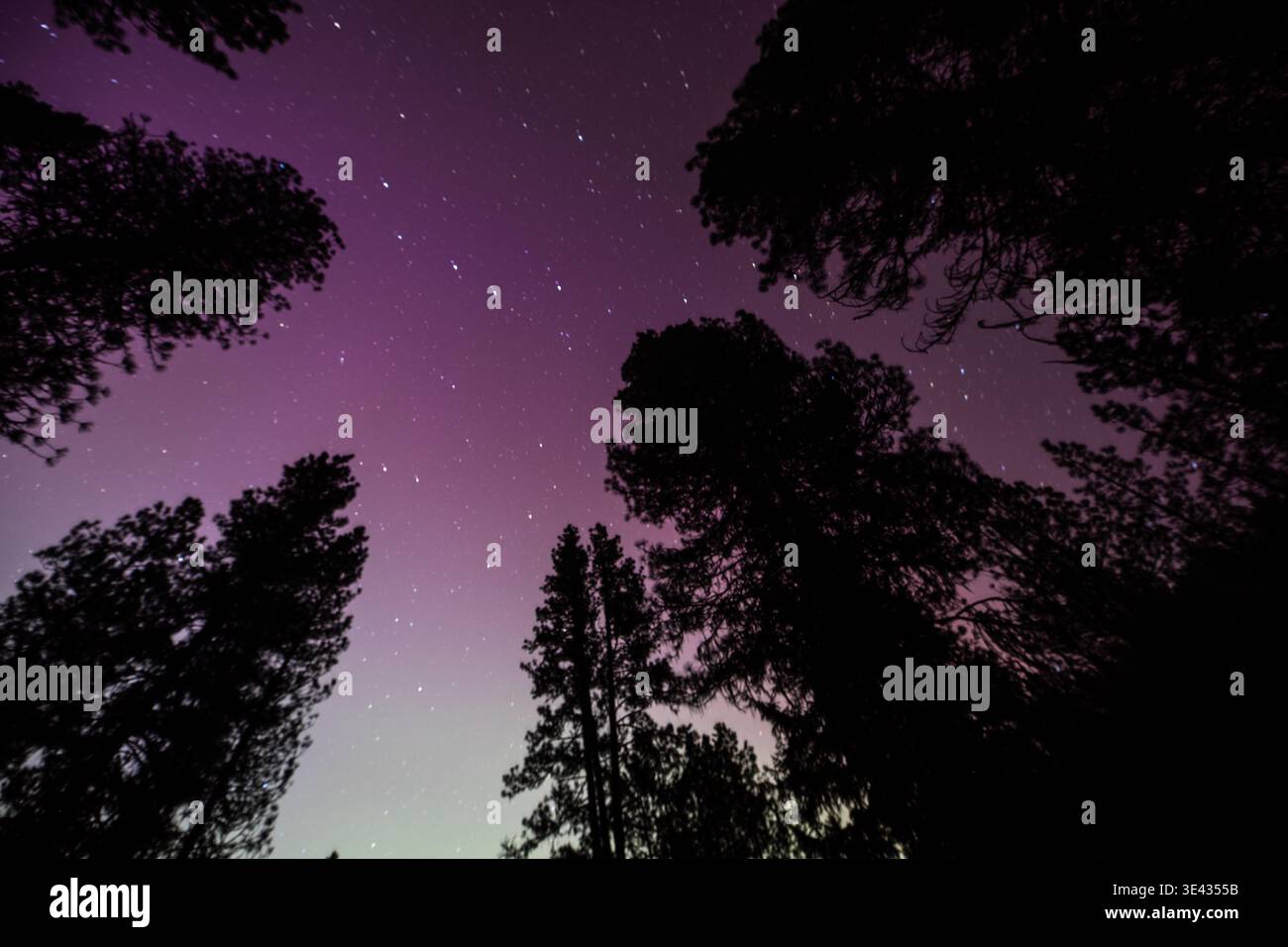 Cielo notturno con tonalità viola e stelle sopra le sagome degli alberi, che evocano calma Foto Stock