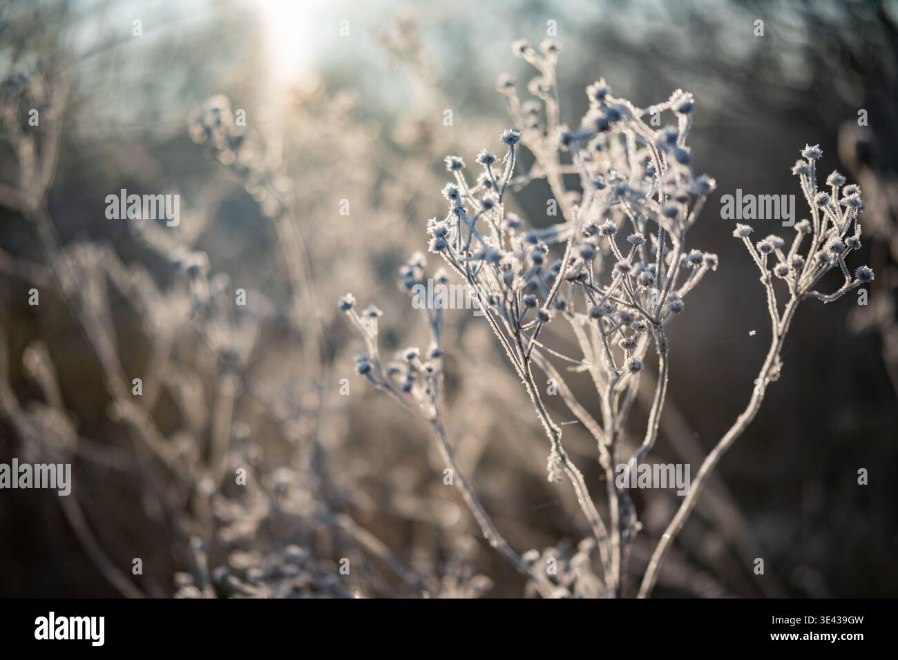 Piante ricoperte di ghiaccio all'alba e in inverno all'alba Foto Stock