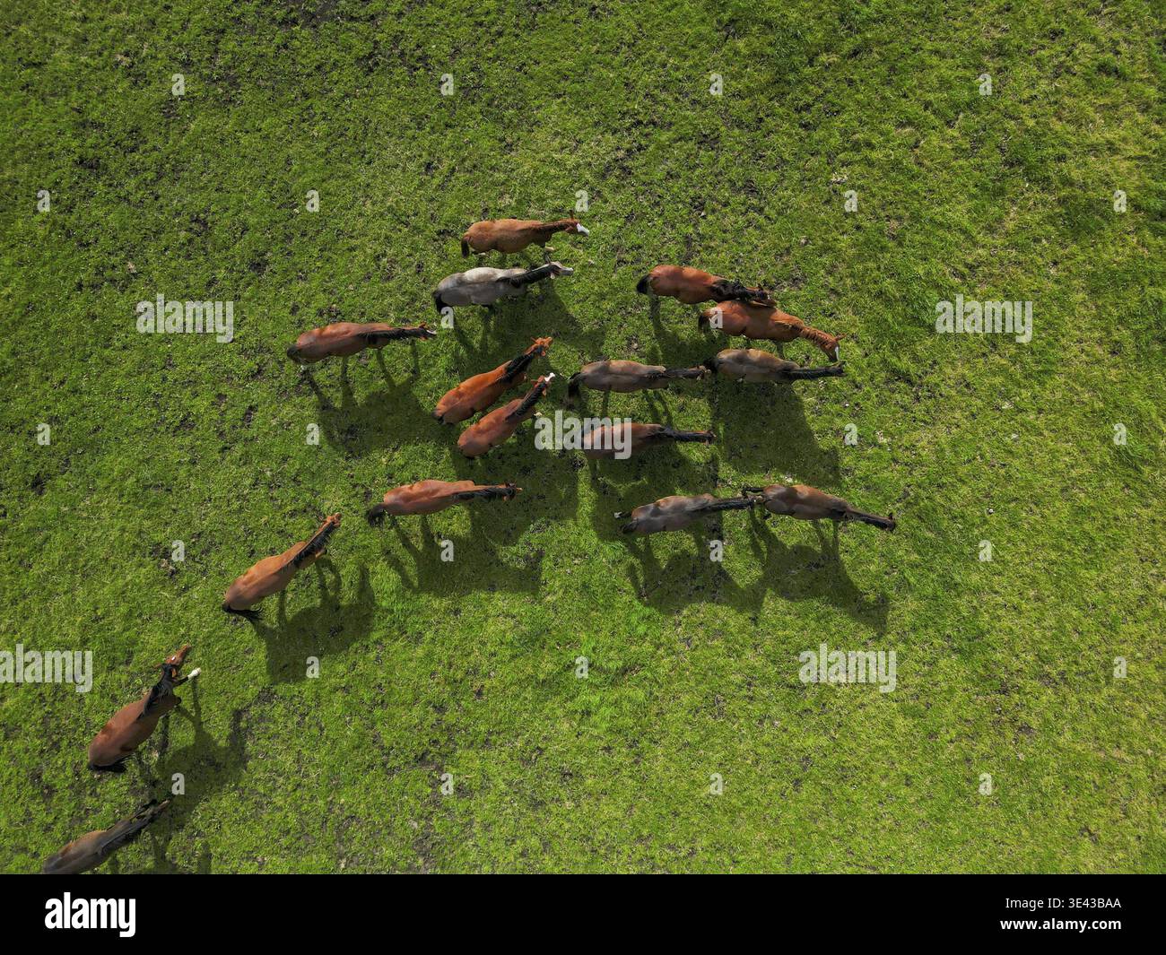 Tiro aereo di una mandria di cavalli che pascolano su un pascolo verde lussureggiante. Perfetto per l'agricoltura e la natura Foto Stock