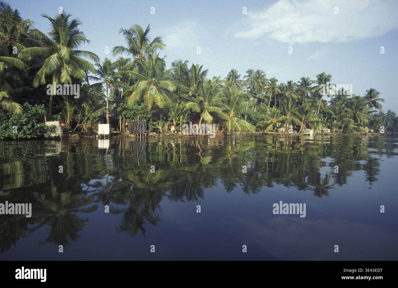 Palme in un canale nelle lagune e Backwater sulla costa vicino alla città di Kochi o Cochin nella provincia del Kerala in India. India, Cochin, aprile Foto Stock