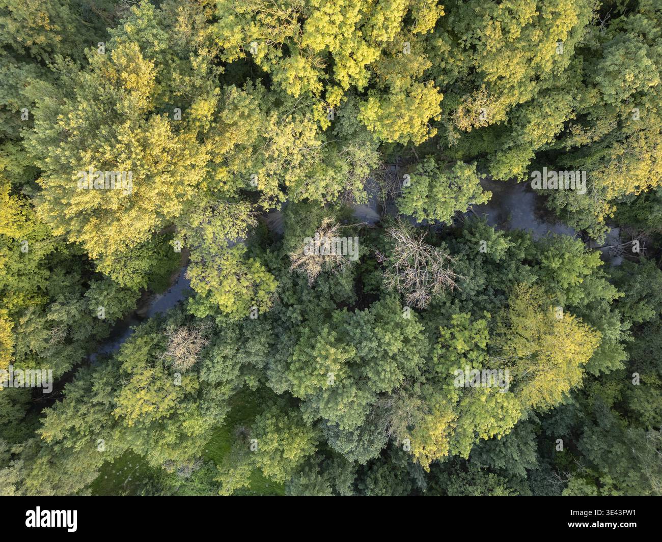 Bergnicourt, Rethel, Ardenne, Grand-Est, Francia, 28 agosto 2025, questa splendida vista aerea di una foresta colorata mette in risalto i verdi profondi e l'autunno Foto Stock