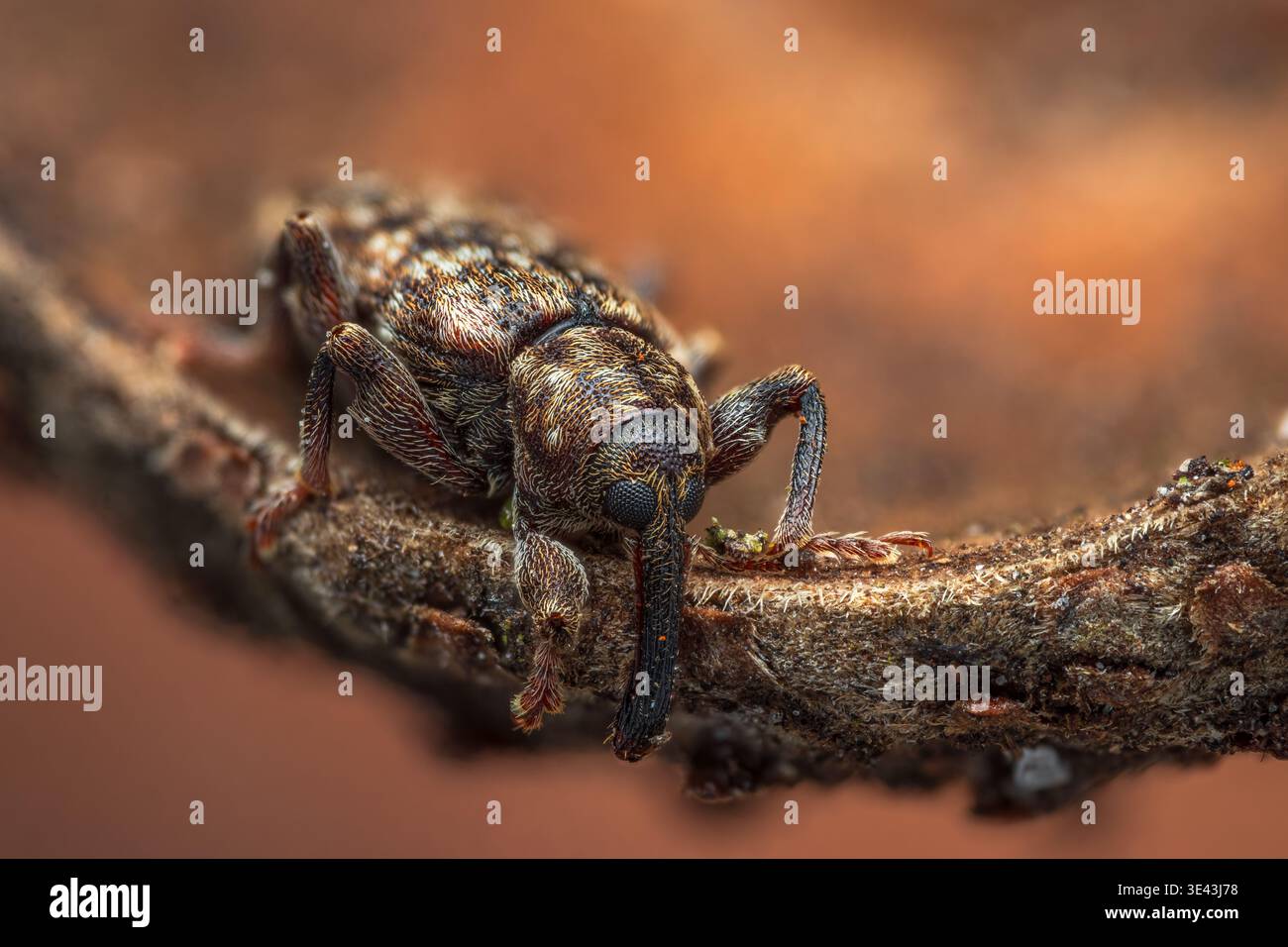 Weevil che dorme nella ghianda [Dorytomus sp.] Foto Stock