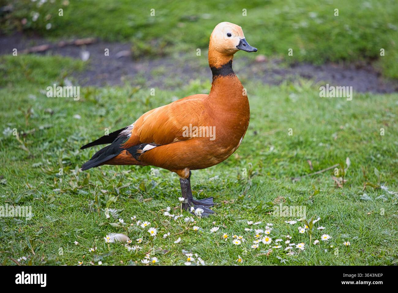 Ruddy Shelduck in piedi su un prato verde con margherite. Foto Stock