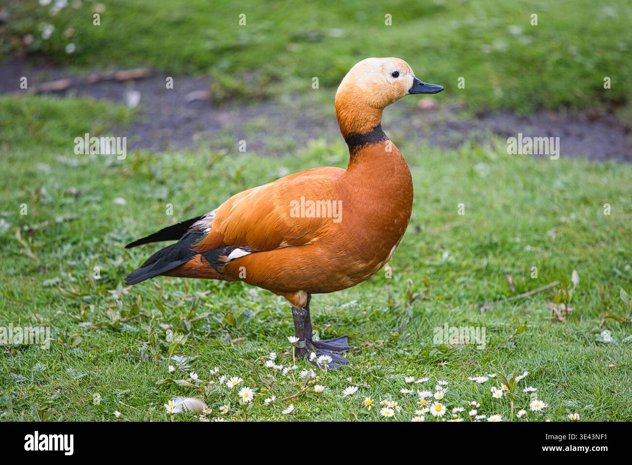 Ruddy Shelduck in piedi su un prato verde con margherite. Foto Stock