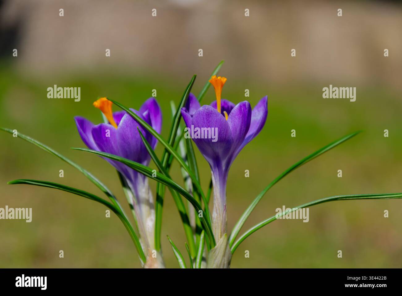 Due croci viola con stampe arancioni su sfondo verde. Foto Stock