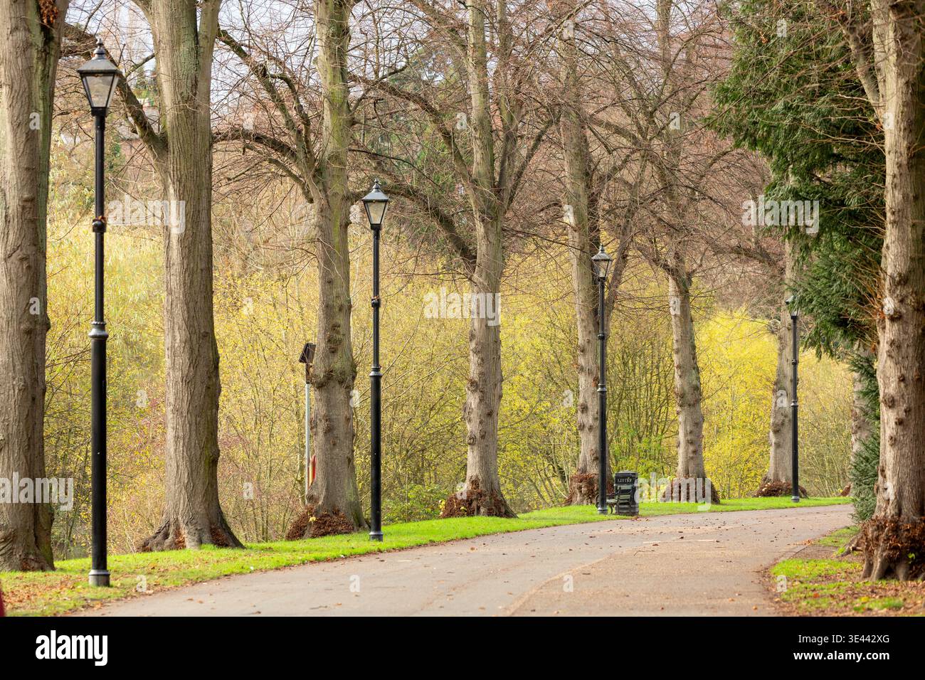 Un percorso di tre fiancheggiate attraverso Quarry Park, Shrewsbury, Shropshire, Inghilterra Foto Stock