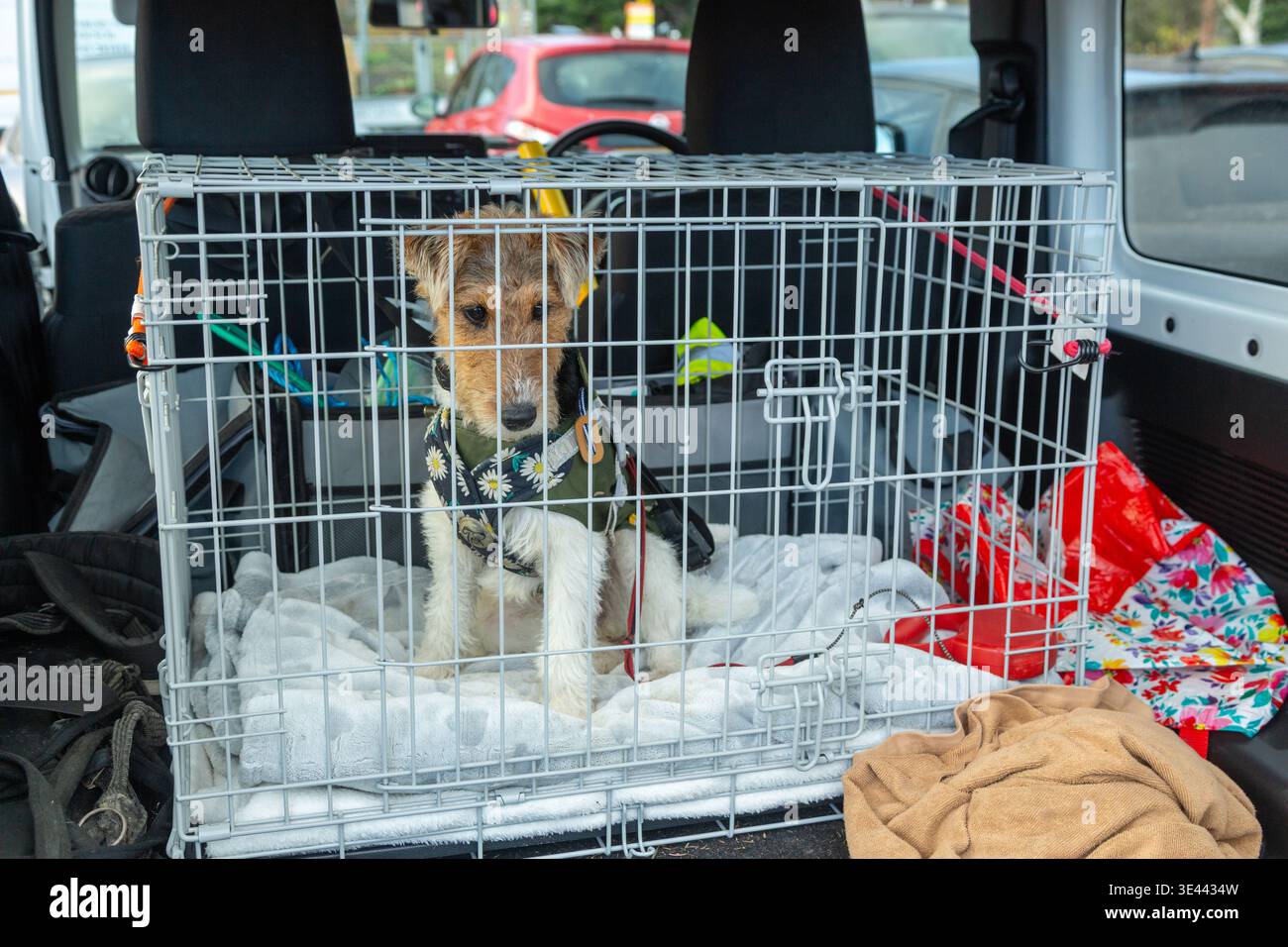 Un cucciolo di Fox Terrier con filo metallico seduto in un'auto si prepara per un viaggio in auto. Foto Stock