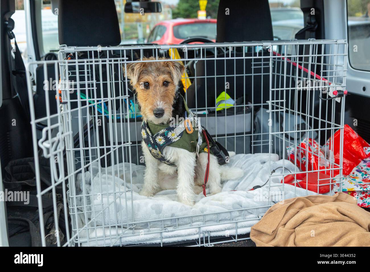 Un cucciolo di Fox Terrier con filo metallico seduto in un'auto si prepara per un viaggio in auto. Foto Stock