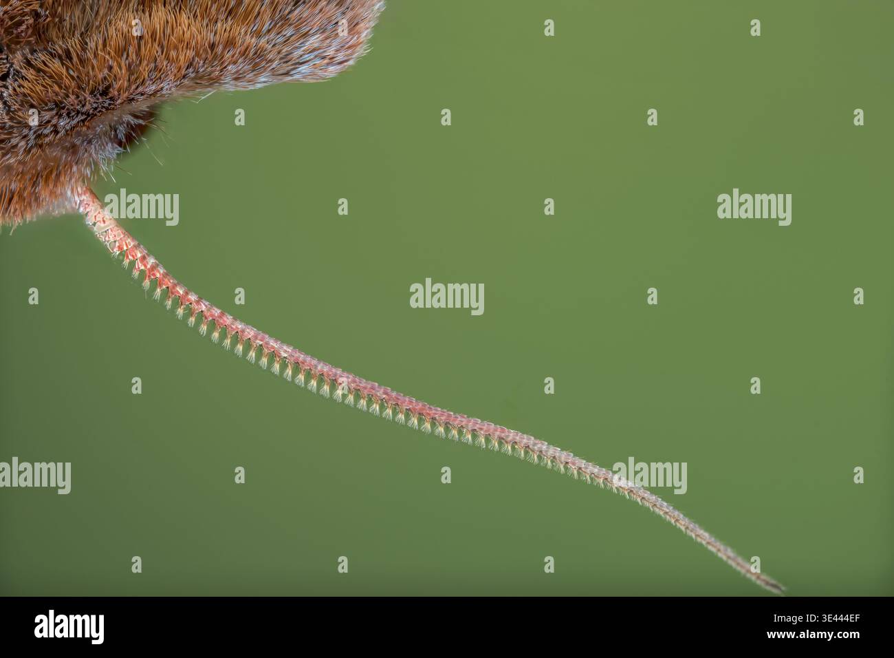Primo piano dell'antenna di una falena di castagno rossa, Conistra vaccinii, Norfolk, Regno Unito, 19 marzo 2026 Foto Stock