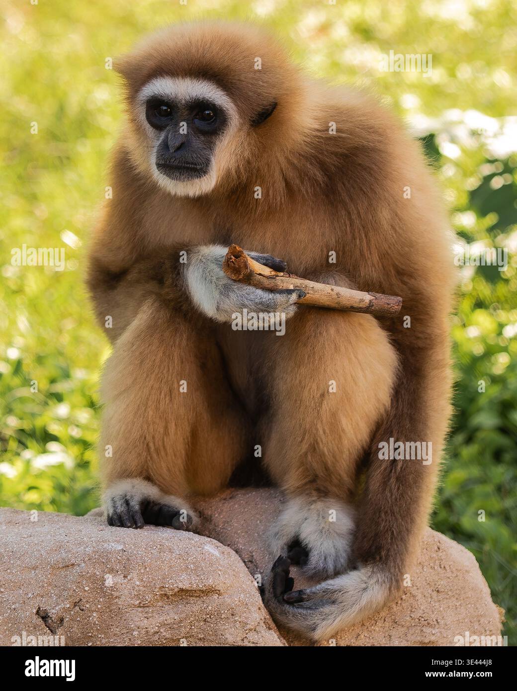 LAR Gibbon, noto anche come gibbon bianco, che è una specie di piccola scimmia che si trova nelle foreste pluviali tropicali del sud-est asiatico Foto Stock