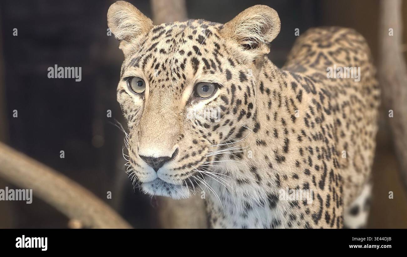 Primo piano di un leopardo con occhi nitidi e motivi di pelliccia dettagliati, catturati con una luce soffusa e una profondità di campo bassa, che ne evidenzia l'effetto di allarme Foto Stock