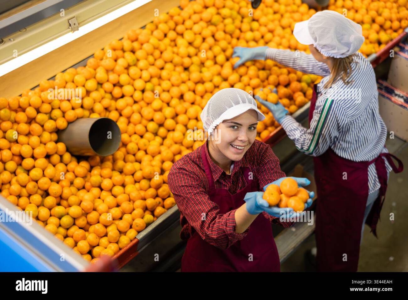 Due lavoratrici allegre tengono nelle loro palme i tangerini freschi e maturi. Vista dall'alto. Foto Stock