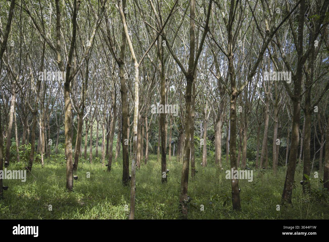 Piantagione di alberi di gomma vicino alla città di Bang Saphan nella provincia di Prachuap Khiri Khan in Thailandia, Thailandia, Bang Saphan, dicembre 2022 Foto Stock