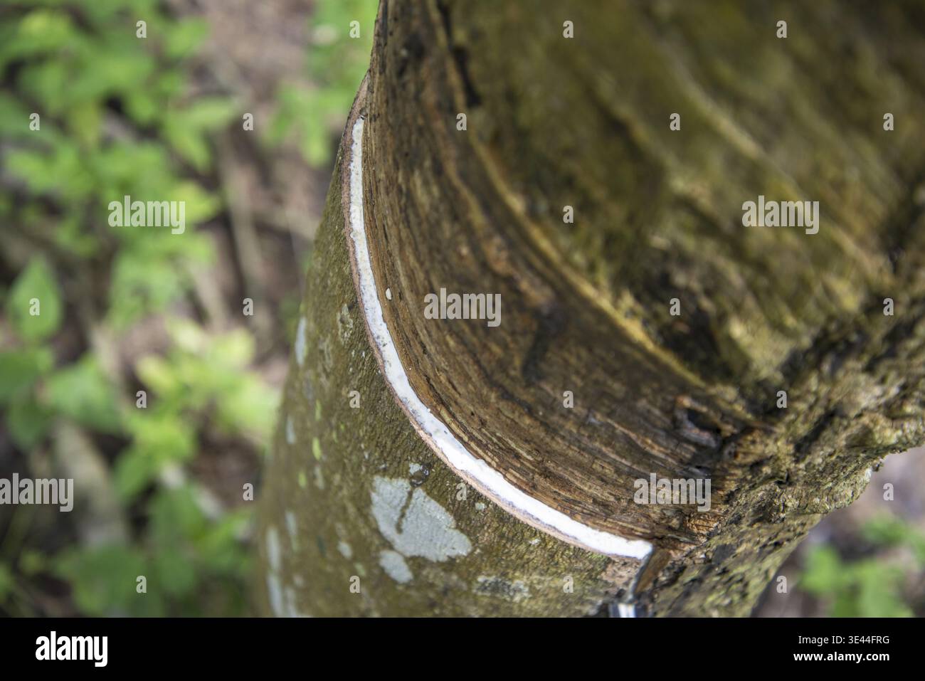 Piantagione di alberi di gomma vicino alla città di Bang Saphan nella provincia di Prachuap Khiri Khan in Thailandia, Thailandia, Bang Saphan, dicembre 2022 Foto Stock