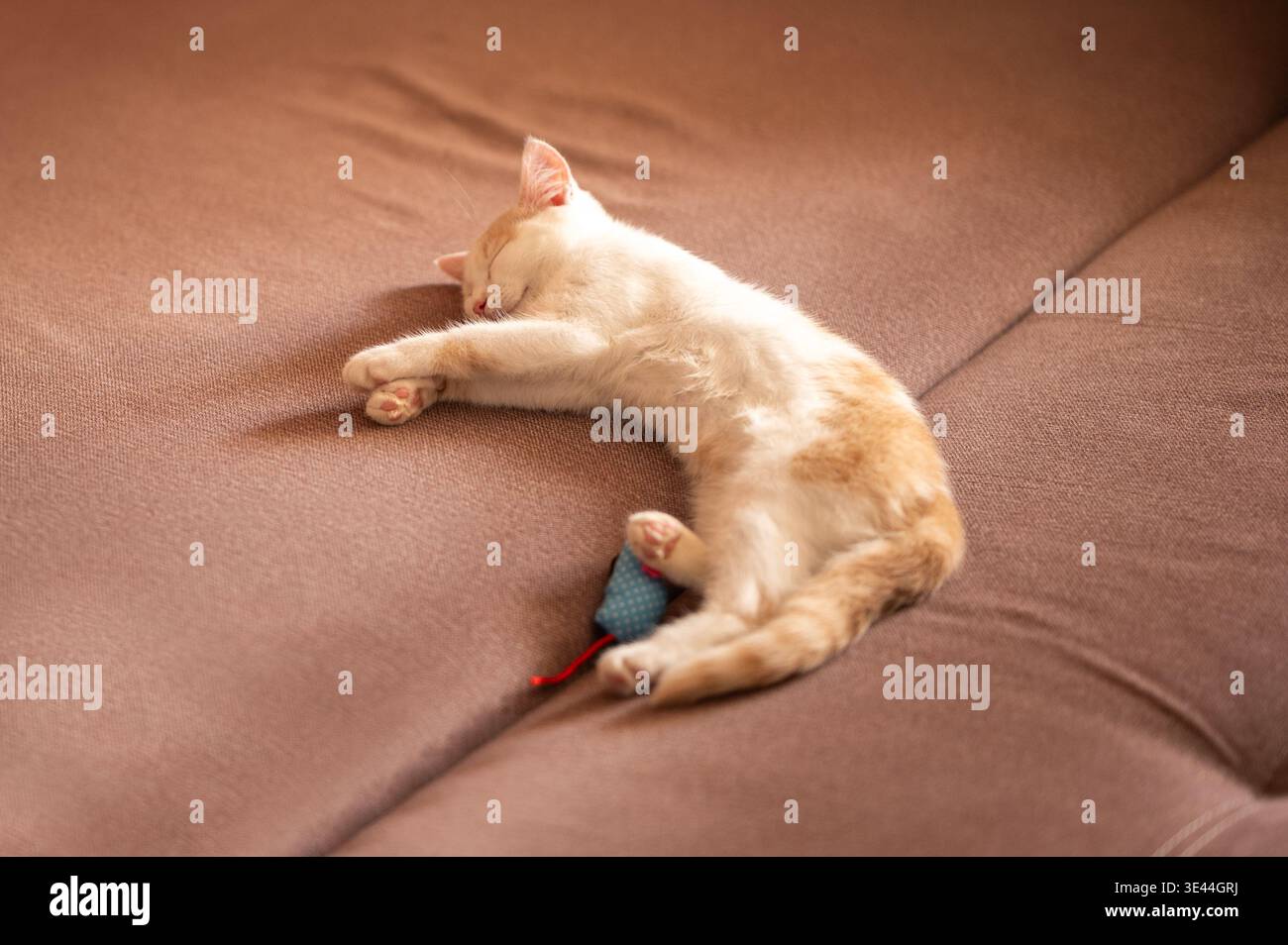 Un piccolo gattino bianco e arancione dorme tranquillamente su un divano marrone con un piccolo topo giocattolo blu Foto Stock