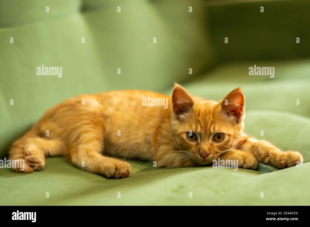 Simpatico gattino di zenzero steso su un divano verde e guardando la macchina fotografica Foto Stock