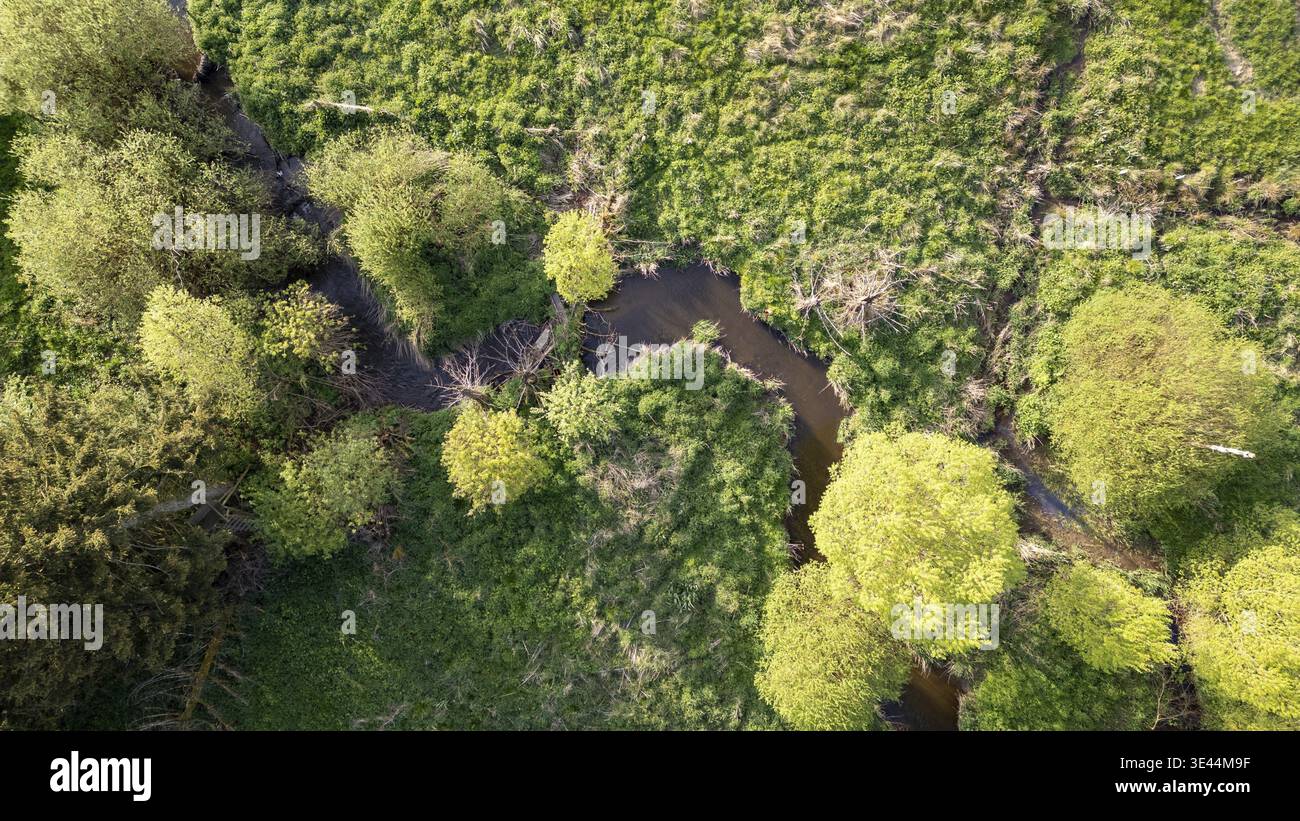 Questa fotografia aerea cattura un paesaggio sereno e lussureggiante nella regione belga delle Hautes Fagnes. L'immagine presenta un piccolo flusso tortuoso Foto Stock