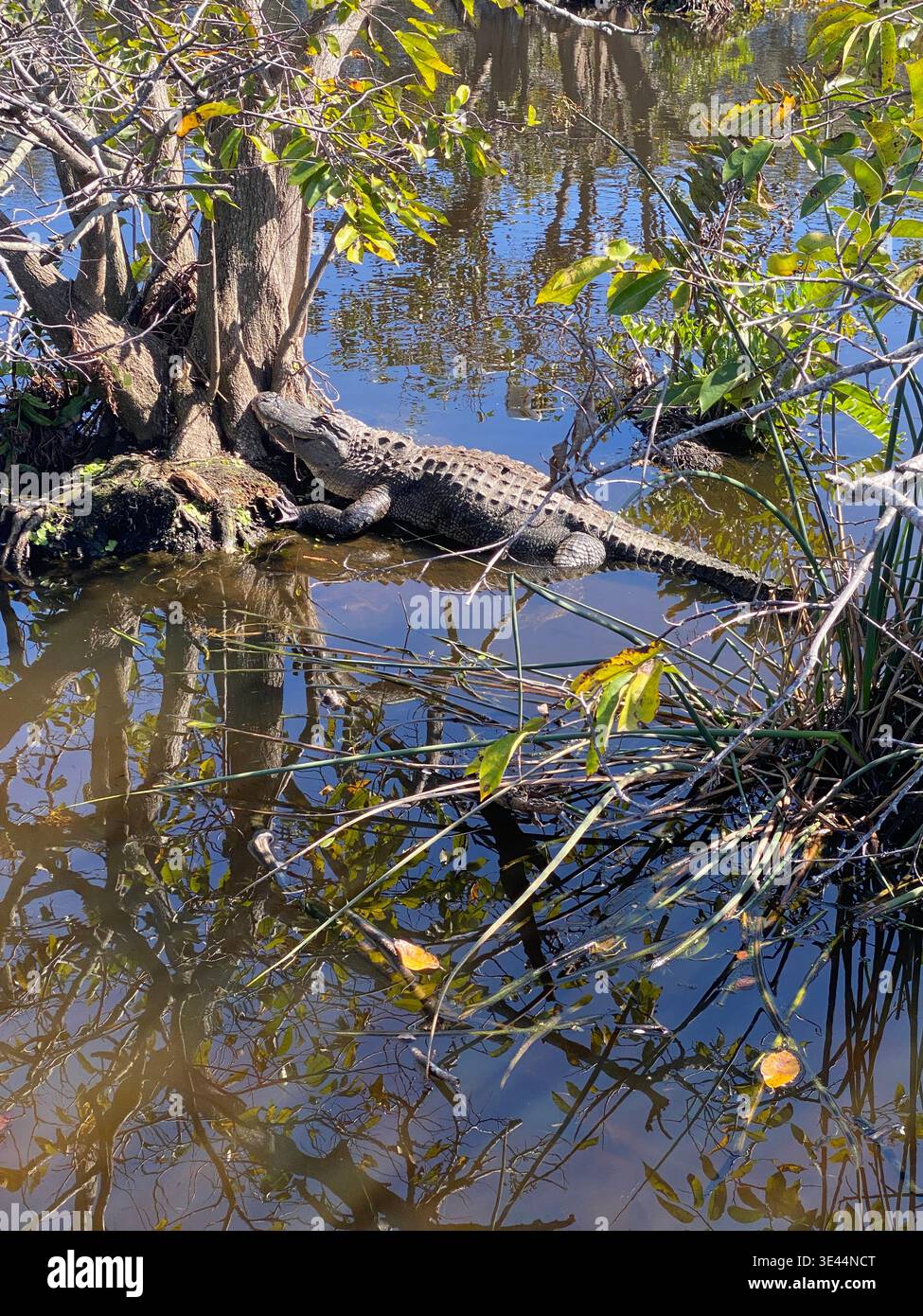 Alligatore gigante a Wakodahatchee Wetlands, Palm Beach, Florida. Foto Stock