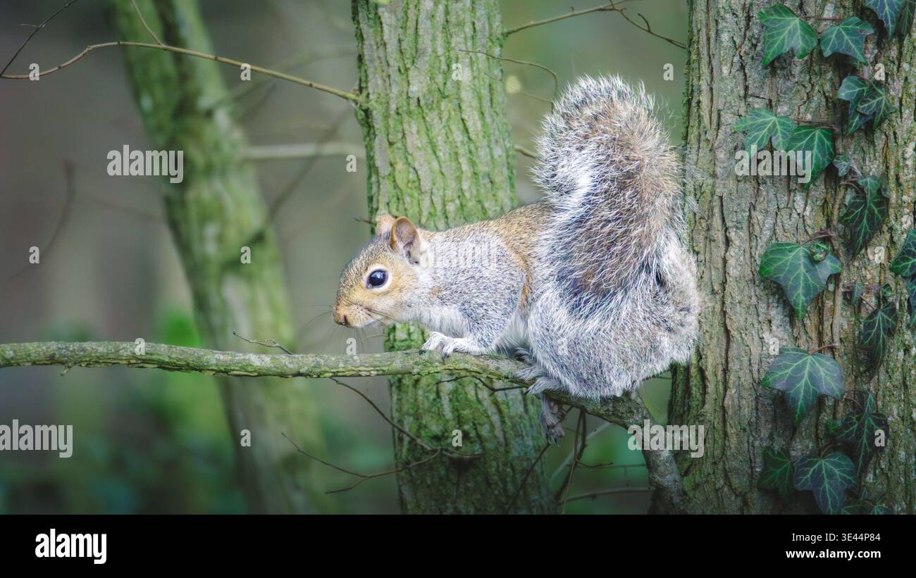 Grey Squirrels, Sciurus carolinensis, arroccato nel Coombe Abbey Country Park, febbraio 2026 Foto Stock
